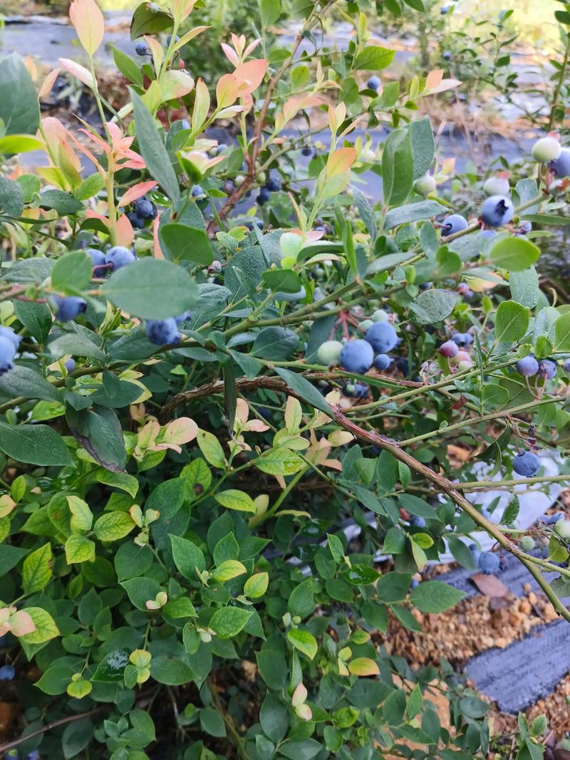 德胜关蓝莓基地 图片 4